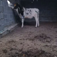 گوساله مهلی|حیوانات مزرعه|سیمین شهر, |دیوار