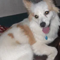 سگ پامر اصیل و قدریجونی|سگ|بروجرد, |دیوار