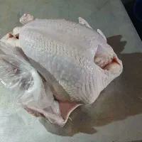 مزرعه پرورش بوقلمون فاضلی فر