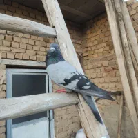 پرنده تهرانی