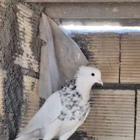 کبوتر طوقی درجه یک|پرنده|پیر بکران, |دیوار