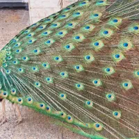 طاووس نر مصری دیر