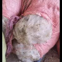 پشم گوسفندی