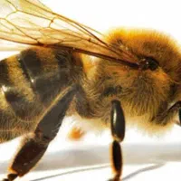 همراه کاری خانم برای پروژه‌های زنبورداری