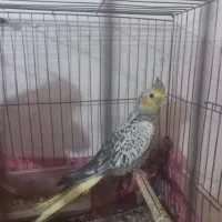 عروس گل باقالی ۵ماهه