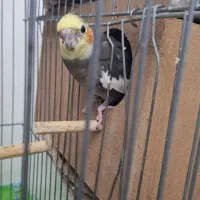 عروس هلندی مولد