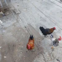 خروس|حیوانات مزرعه|اصفهان, شاهد|دیوار