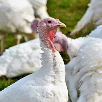 جوجه بوغلمون گوشتی
