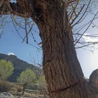 خرید انواع چوب.باغ و غیره هرس و سر برداری درخت