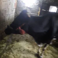 گاو شیری آبستن|حیوانات مزرعه|دهگلان, |دیوار