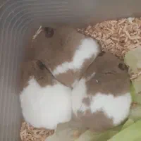 3تاماده همستر سالم خونگی|موش و خرگوش|پردیس, فاز ۱|دیوار