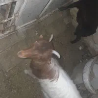 بزغاله ماده و بره|حیوانات مزرعه|قم, زند آباد|دیوار