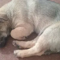 فروش پاپر|سگ|کامیاران, |دیوار