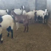 بز دوقلو زا