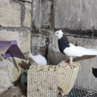 کبوتر طوقی
