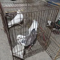 توقی کبوتر مرغ عشق|پرنده|نکا, |دیوار