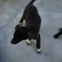 توله سگ نگهبان|سگ|محلات, |دیوار