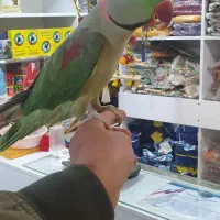 عروس هلندی طوطی برزیلی فنج عروس