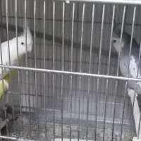 تعدادی عروس هلندی