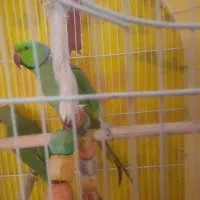 طوطی ملنگو|پرنده|محلات, |دیوار