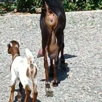 بز  کهره بنگالی دو کیلو شیر موقعیت جیرفت