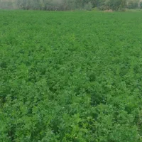 یونجه درجه۱ بدون علف