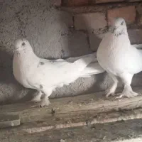 دوجفت مغز دار