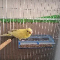 یک جفت مرغ عشق . سالم و سر حال