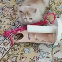 بچه گربه پرشین(برای اطلاعات در واتساپ پیام بدهید)|گربه|نجف‌آباد, قدس|دیوار