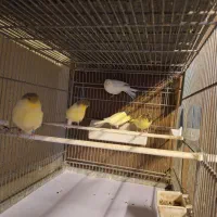 قناری گلاستر موزاییکی اوپال فائو|پرنده|تهران, هفت حوض|دیوار