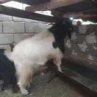گوسفند