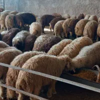 کاور چاق کشتاری