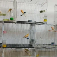 قناری نر خانگی مست خوان|پرنده|تربت‌حیدریه, دیزقند|دیوار