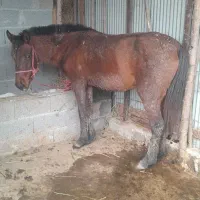 مادیان سواری سال۴