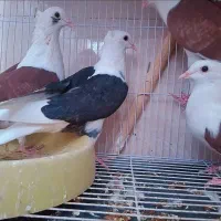 کبوتر فروشی|پرنده|سراوان, |دیوار