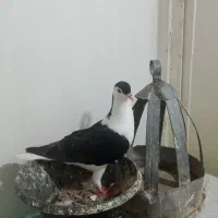 کفتر دم چتری و ساده کاکلی و شیرازی