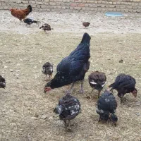 مرغ و جوجه های دو رگ