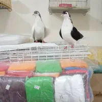 عبایی دمبی|پرنده|اندیمشک, |دیوار