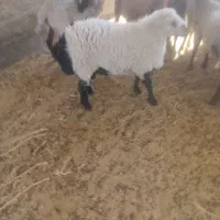 بره نرسبک گلدم ۷۰۰۰۰۰