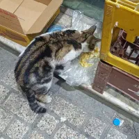 گربه پیدا شده|حیوانات|مشهد, ایثار|دیوار