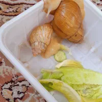 حلزون تراپی