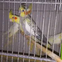 عروس هلندی سالم وزیبا|پرنده|آمل, |دیوار