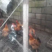 مرغ|حیوانات مزرعه|بابلسر, |دیوار