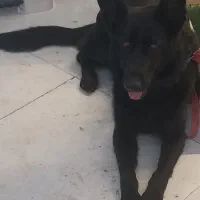 سگ ژرمن بلک هفت تومن