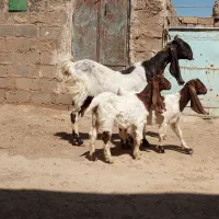 بز پاکستانی گوش بلندبا دو بزغاله نر