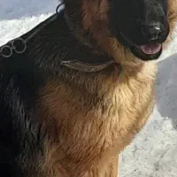 سگ ژرمن شپهرد