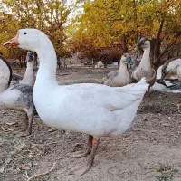 غاز اوکراینی