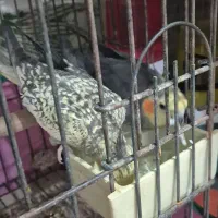 جوجه سرلاکی عروس هلندی|پرنده|بندر ماهشهر, |دیوار