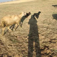 قوچ وبره قوچ پلنگی