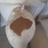 گندم دامی|حیوانات مزرعه|داران, |دیوار